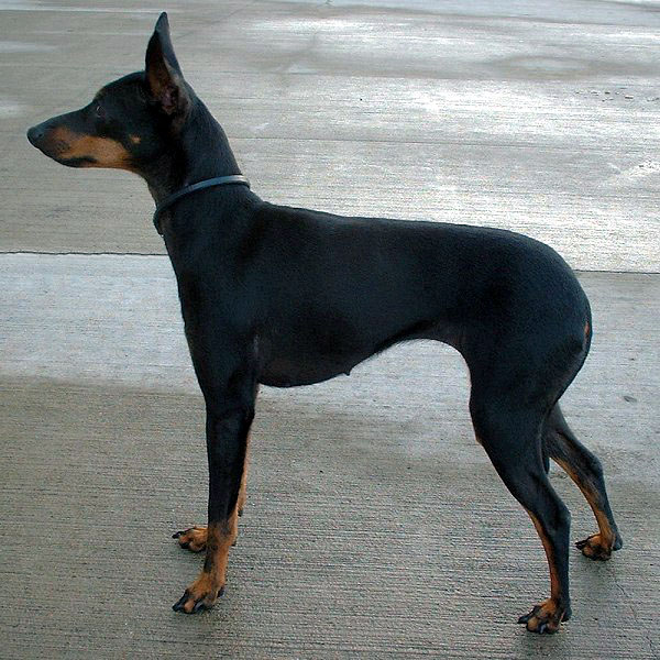 English_Toy_Terrier_600_01.jpg